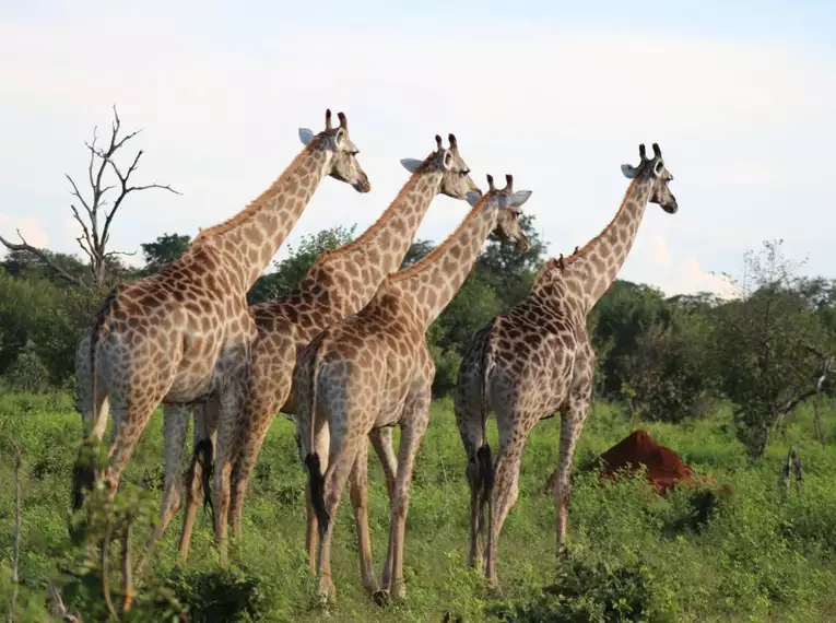 Botswana - Das grüne Herz der Kalahari mit Egmont Strigl