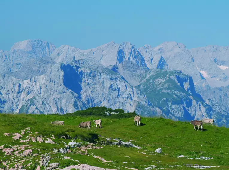 Almwandern in Tirol rund um den Achensee