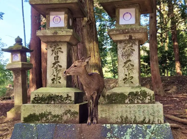 Japan: Kirschblüte oder Herbstlaub zaubern Farbenwunder