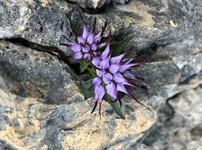 Kletterführungen rund um Cortina