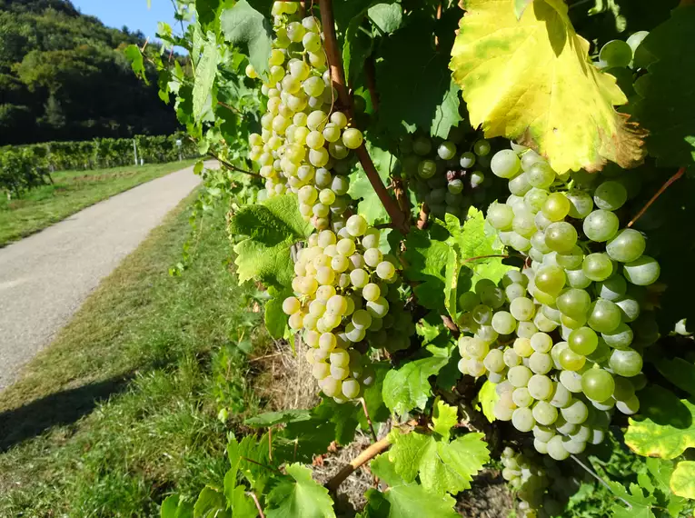 5-tägige individuelle Wanderungen Welterbesteig Wachau