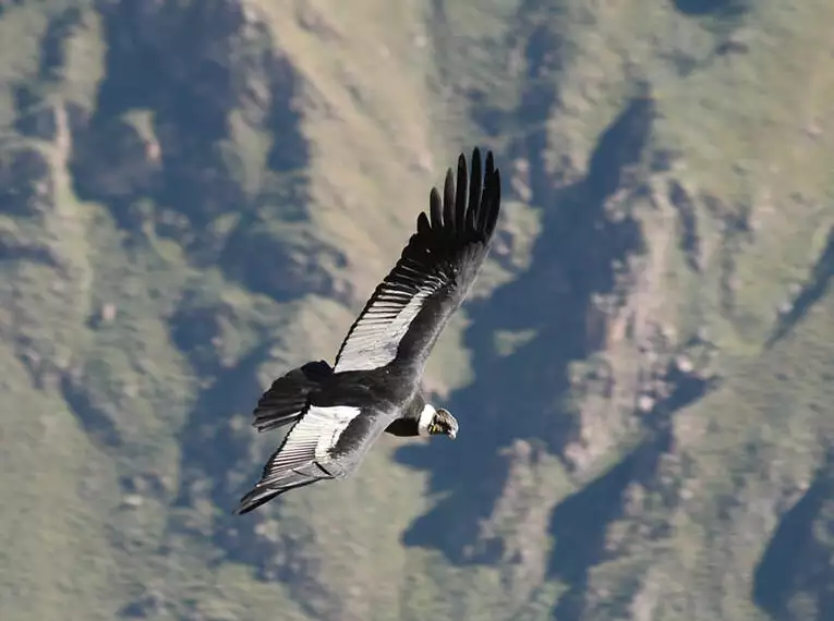 Peru Trekking um den Apu Asangate (5.100 HM)