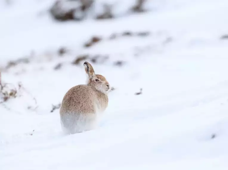 Hogmanay - Jahreswechsel in den schottischen Highlands