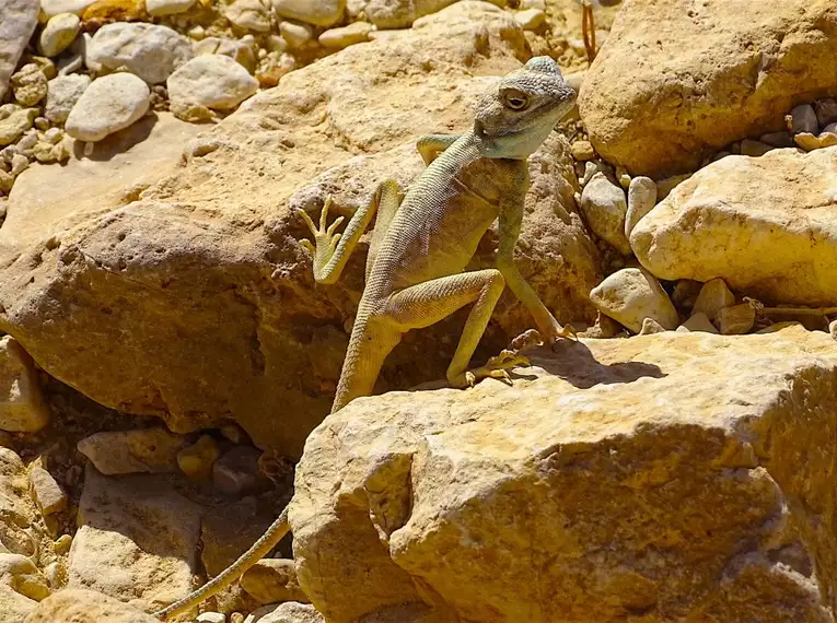 Israel zu Fuß: Eine Wanderreise auf dem Israel National Trail