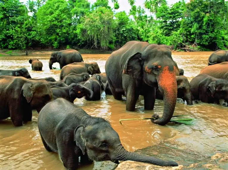 Sri Lankas Highlights erwandern