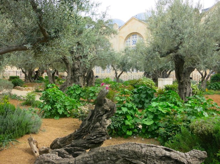 Israel für Einsteiger - Eine Reise durch Geschichte, Natur und Kultur