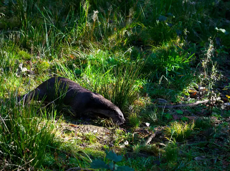 Die Highlights im Nationalpark Bayerischer Wald erwandern