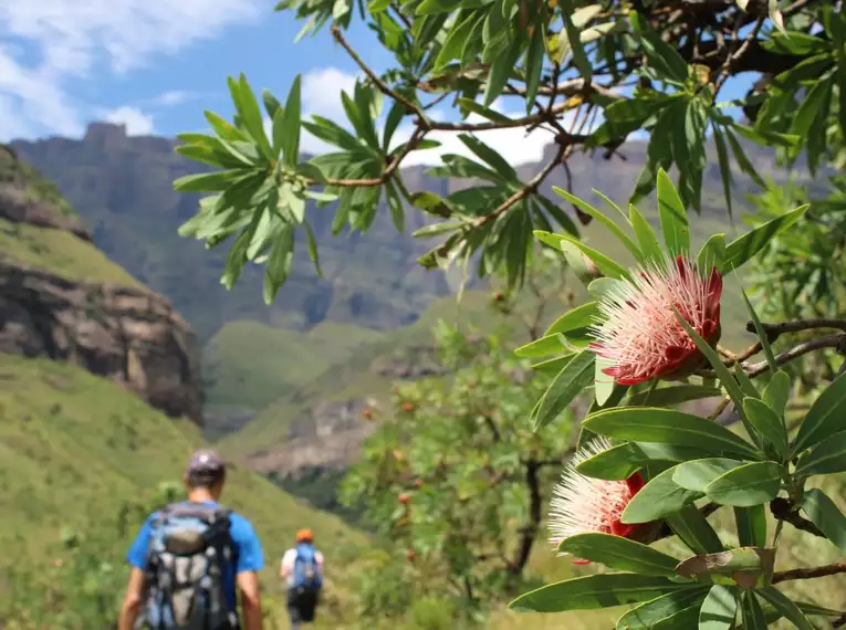 Wanderung in den Drakensbergen, mit wunderschöner Protea im Vordergrund Zwei Wanderer in den Drakensbergen mit blühender Protea im Vordergrund