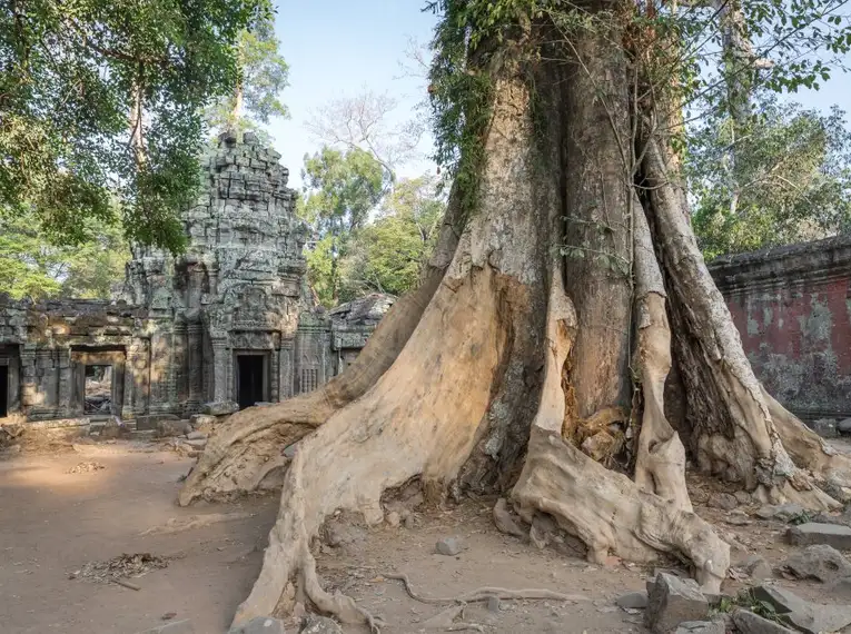 Große Baumwurzeln umschließen alte Tempelruinen in Angkor Wat, Kambodscha.