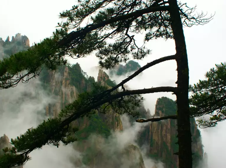 Mystische Huangshan-Berge im Nebel Verschneite Huangshan-Berge mit Kiefern, umhüllt von Nebel.