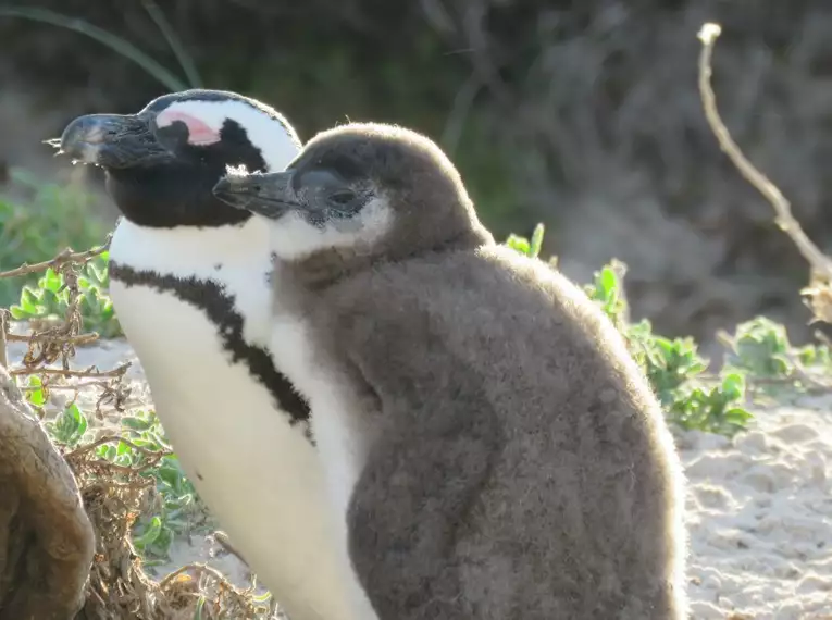 Zwei Pinguine kuscheln am sonnigen Strand von Boulders Beach, Südafrika.