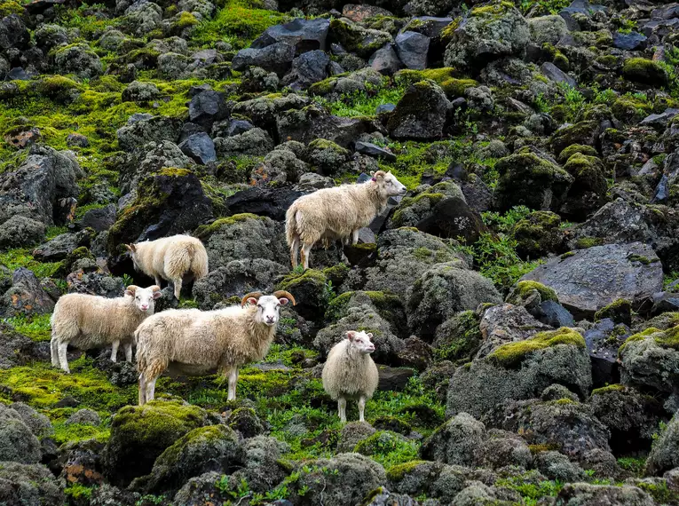 Schafe umgeben von moosbedeckten isländischen Felsen. Gruppe von Schafen auf moosbedeckten Felsen in Island.