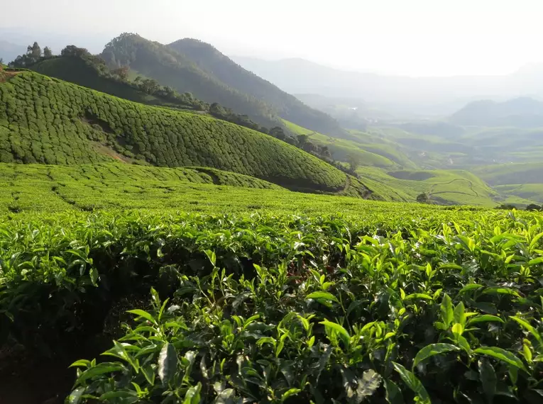 Indiens Süden: Keralas Naturschönheiten entdecken