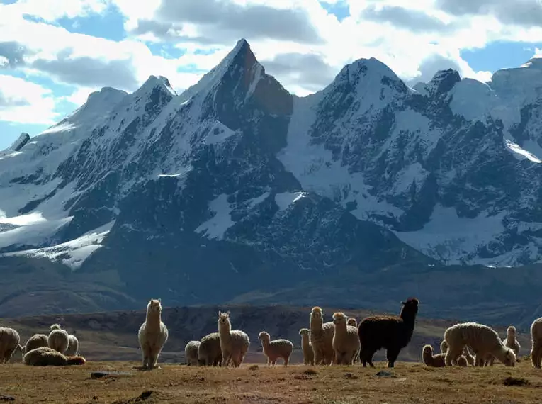 Peru Trekking um den Apu Asangate (5.100 HM)