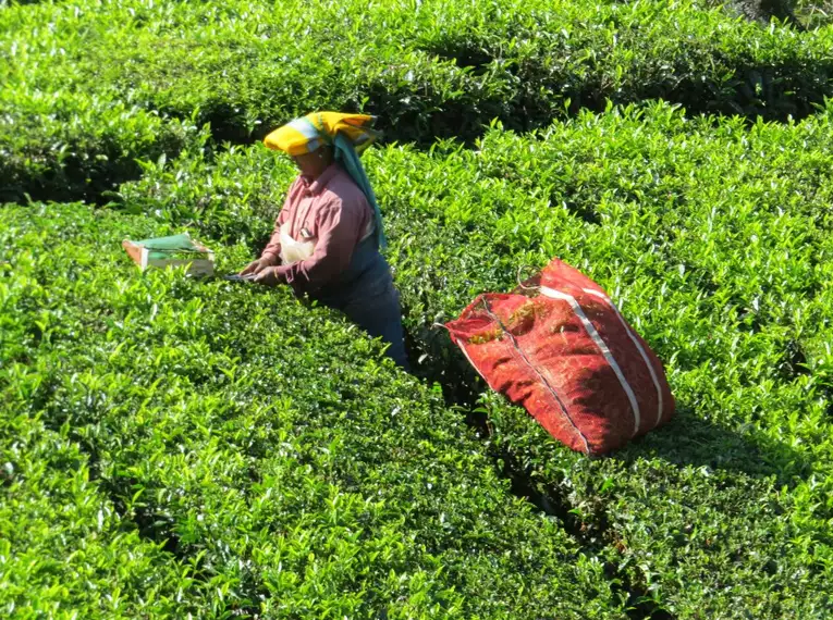 Indiens Süden: Keralas Naturschönheiten entdecken