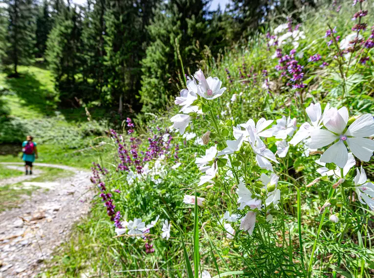 Der Lech - einen der letzten Wildflüsse gemütlich erwandern