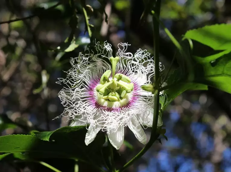 Nahaufnahme einer exotischen Blume mit filigranen, weißen und lila Details im dichten Grün.