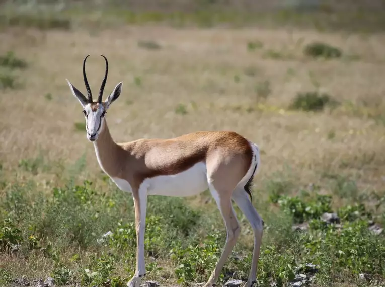 Namibias Naturwunder: Farbenpracht und grenzenlose Weite