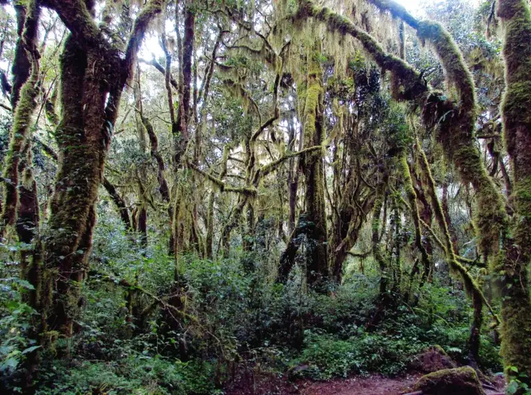 In Kleingruppen auf den Kilimanjaro: Lemosho-Route (Northern Circuit)  – Bild 6