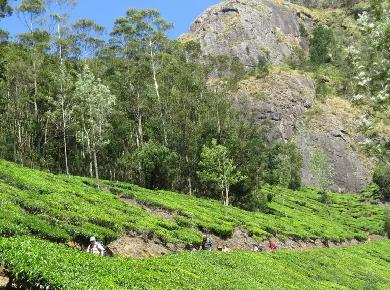 Indiens Süden: Keralas Naturschönheiten entdecken