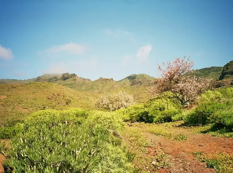 Die Highlights Gran Canarias erwandern