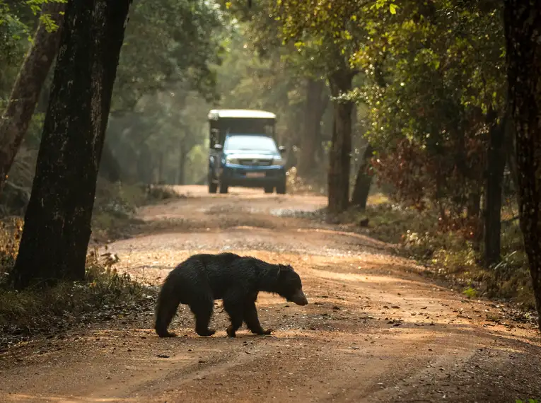 Ein Bär überquert eine Straße im Wilpattu Nationalpark vor einem Safari-Fahrzeug.