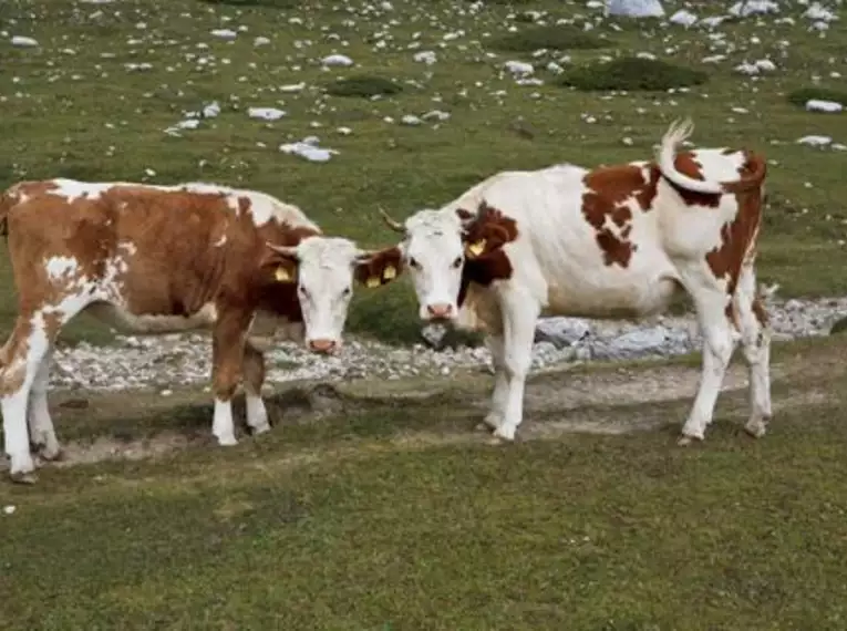 Alpenüberschreitung von Innsbruck nach Venedig – die komplette Strecke
