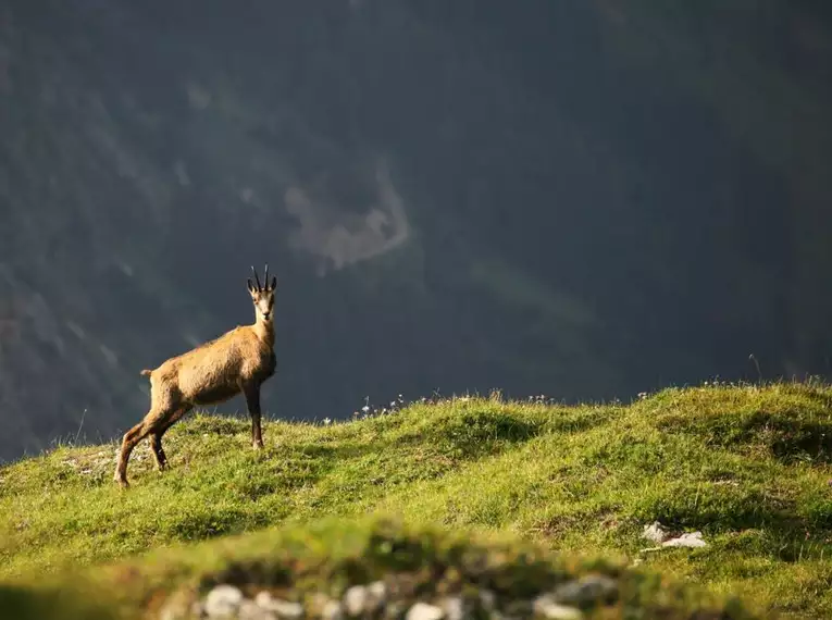 Naturerlebnis am Adlerweg