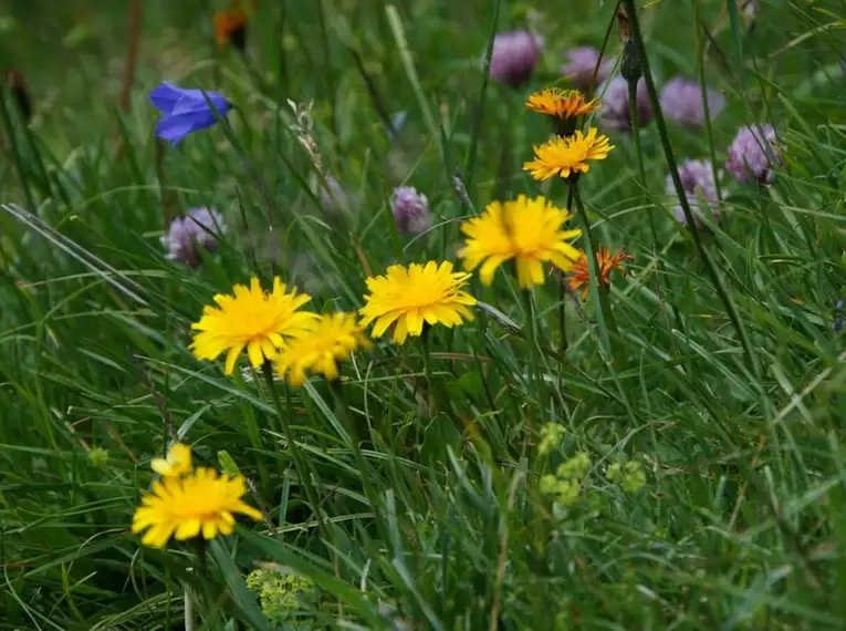 Wandern und Wellness in den Allgäuer Alpen