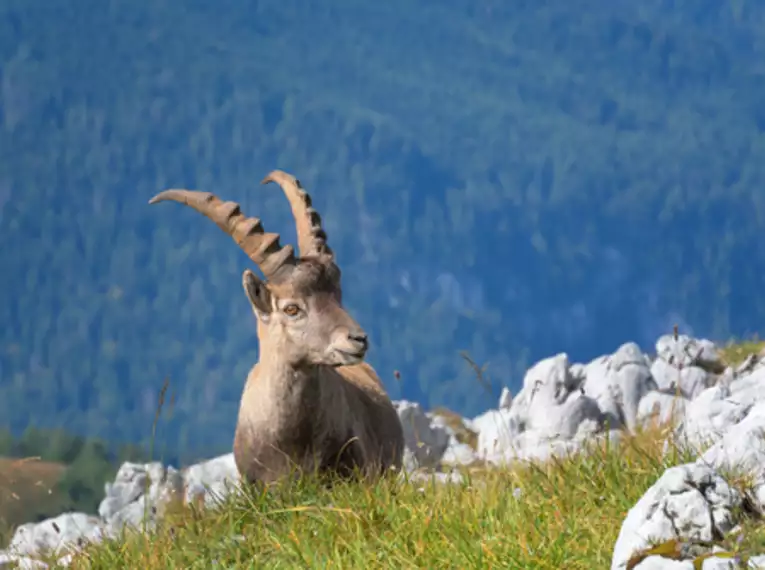 Wandern im Nationalpark Berchtesgaden