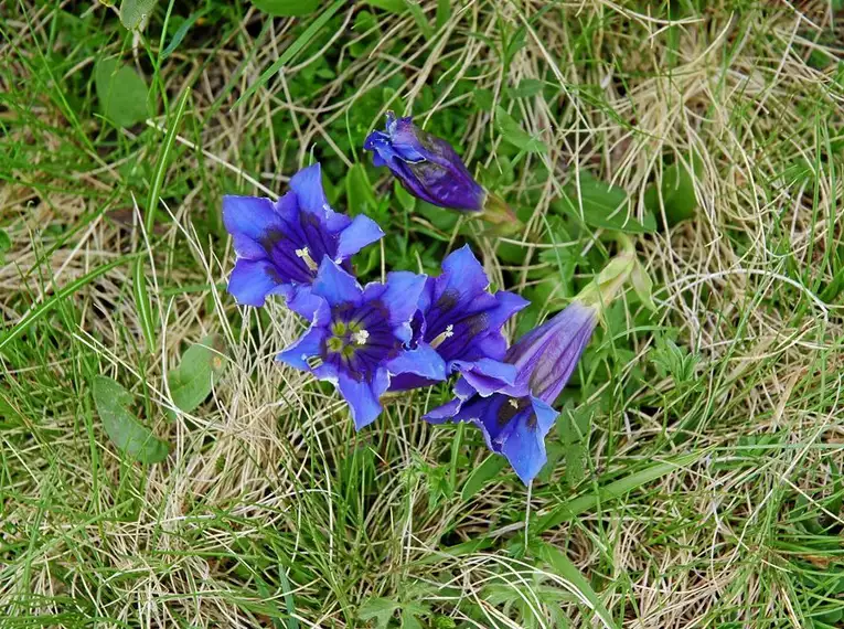Traumhafte Wanderungen im Ötztal