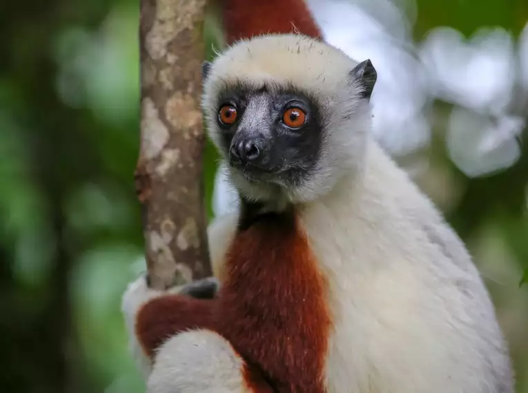 Magisches Madagaskar: Lemuren, Tsingys und Tropenparadiese