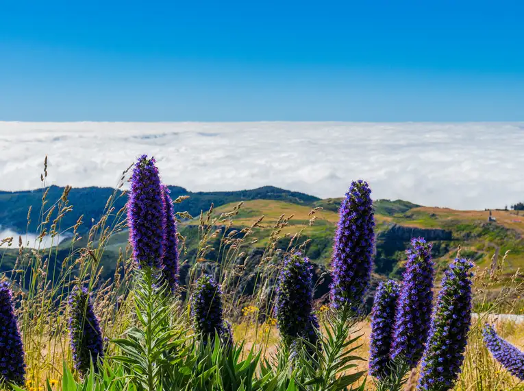Madeira gemütlich erwandern – Bild 16