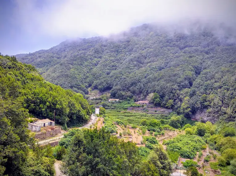 Dichter Lorbeerwald auf La Gomera mit üppiger Vegetation und Nebel.