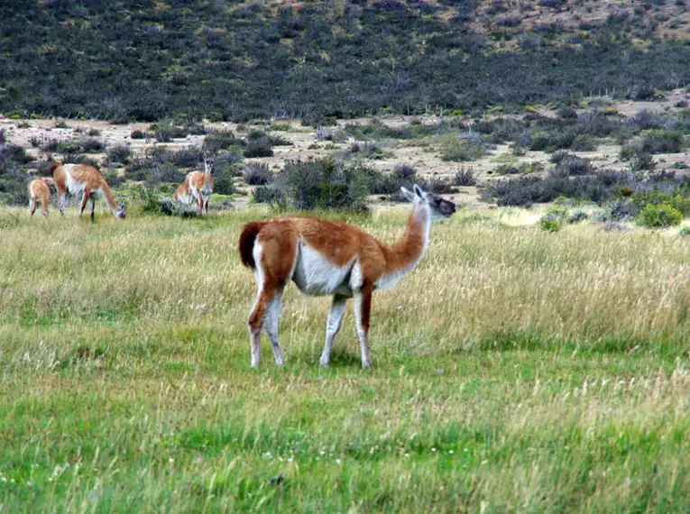 Guanakos grasen in der patagonischen Landschaft.