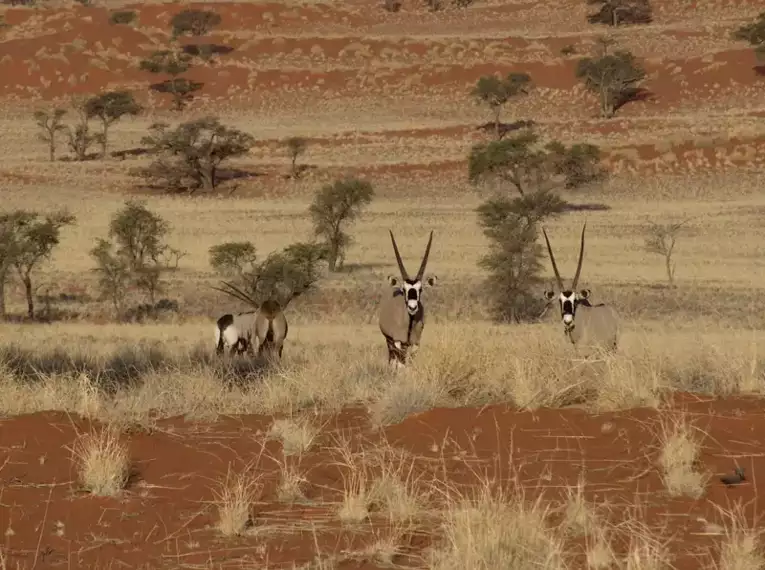 Namibia - die Wunderwelt der Wüsten