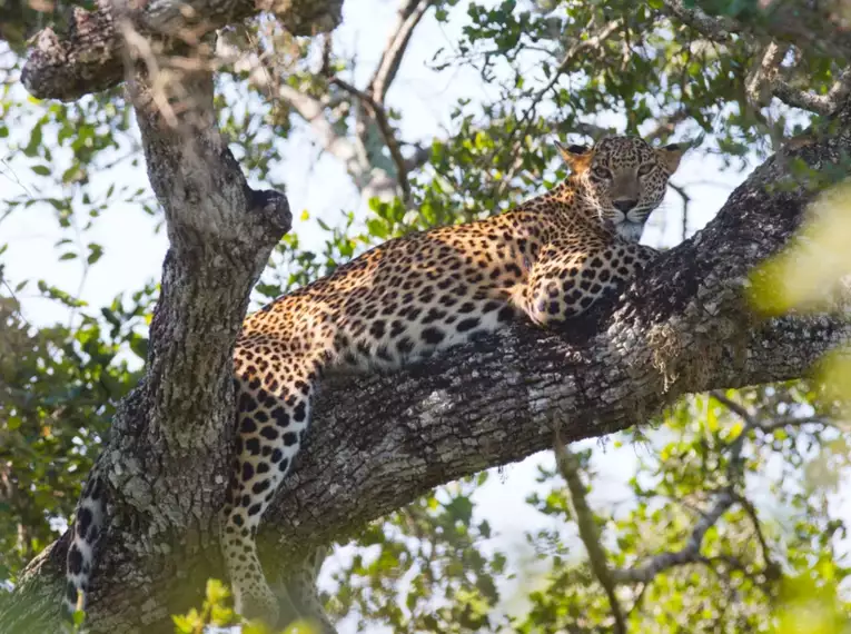 Sri Lankas Highlights erwandern