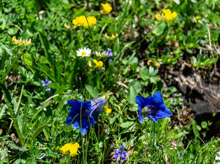 Die Highlights im Nationalpark Bayerischer Wald erwandern