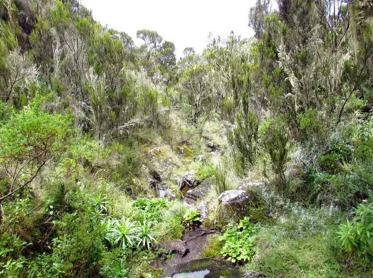 Kilimanjaro: Marangu-Route – Bild 6