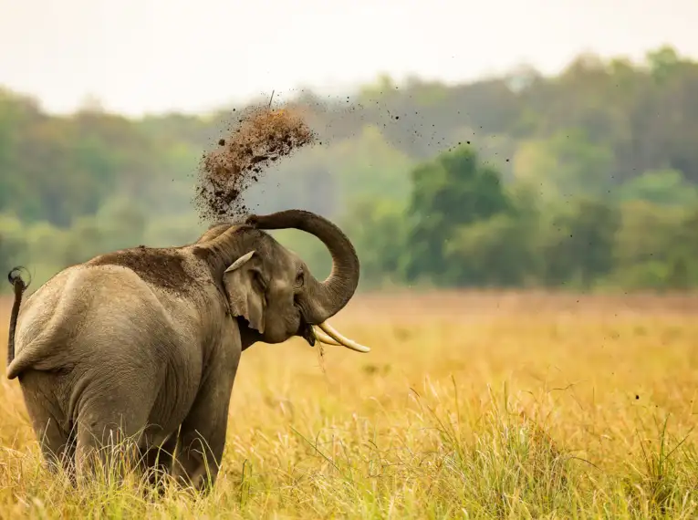 Silvester in Indien erleben