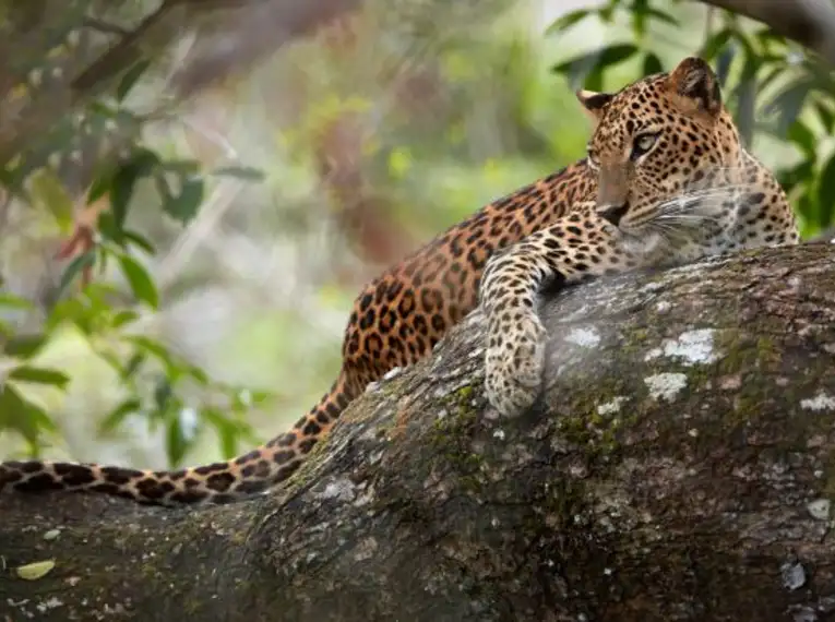 Ein Leopard liegt entspannt auf einem Baum im Wilpattu Nationalpark, Sri Lanka.