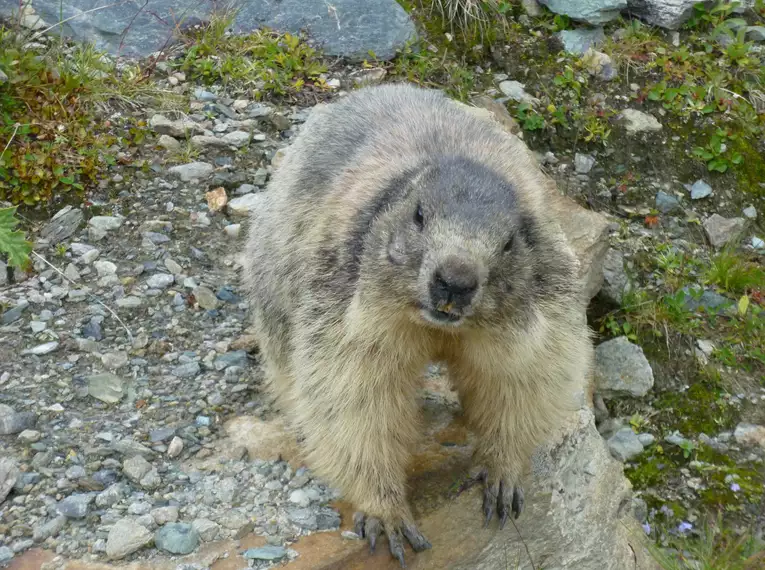 Wanderwoche Stilfser Joch