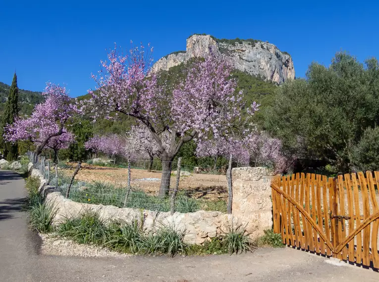 Silvester auf Mallorca