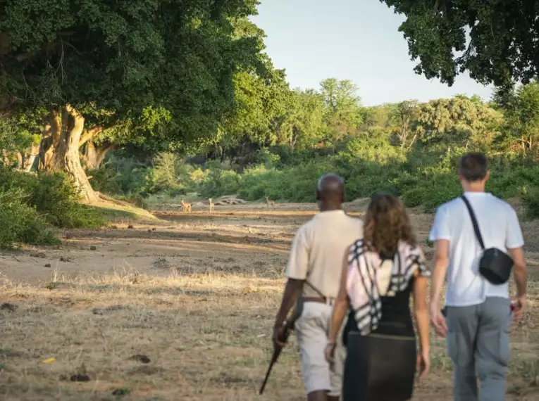 Zu Fuß auf Safari in Südafrikas Savanne Wanderer folgen einem Guide durch die Savanne Südafrikas.