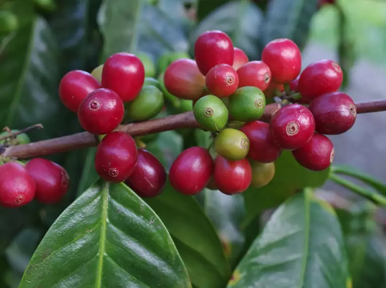Costa Rica, Nicaragua & Panama gemütlich erwandern