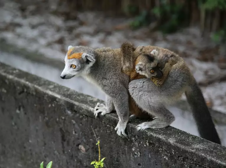 Magisches Madagaskar: Lemuren, Tsingys und Tropenparadiese