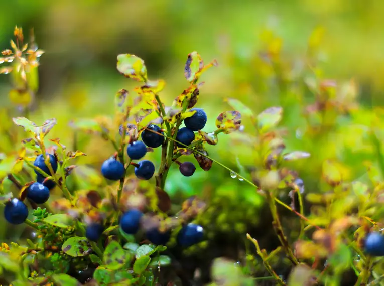 Islandische Wildbeeren in der Natur Nahaufnahme von Wildbeeren auf einer isländischen Wiese mit Tau.