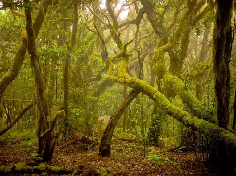 Silvester auf La Gomera