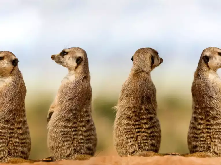 Namibia - die Wunderwelt der Wüsten
