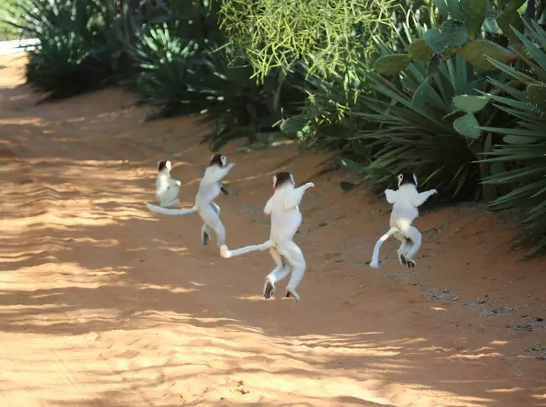Magisches Madagaskar: Lemuren, Tsingys und Tropenparadiese